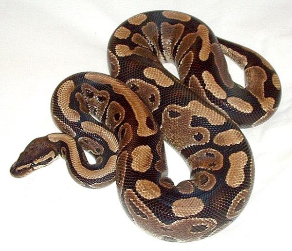 Spider Ball Python for Sale