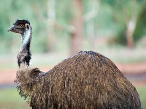 Emu