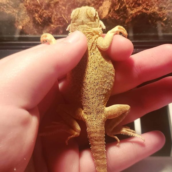 Toad Head Agama for Sale - Image 2