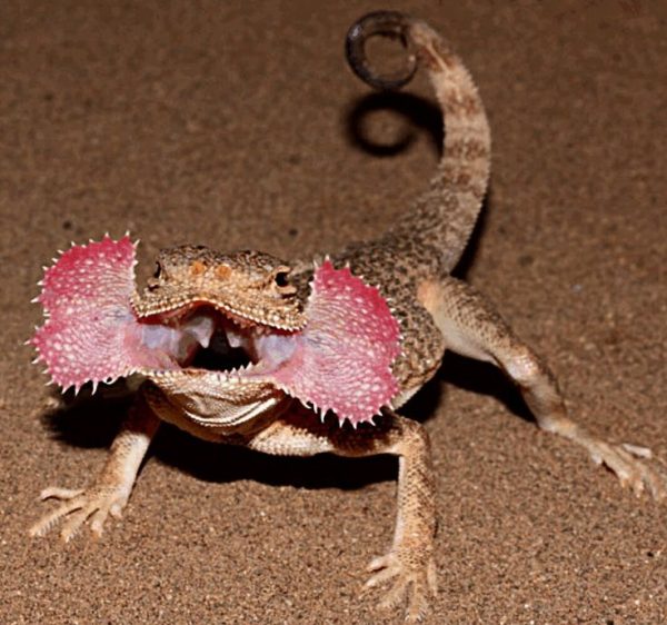 Toad Head Agama for Sale - Image 3