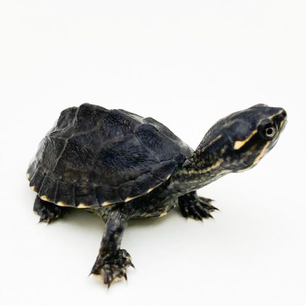 Common Musk Turtle
