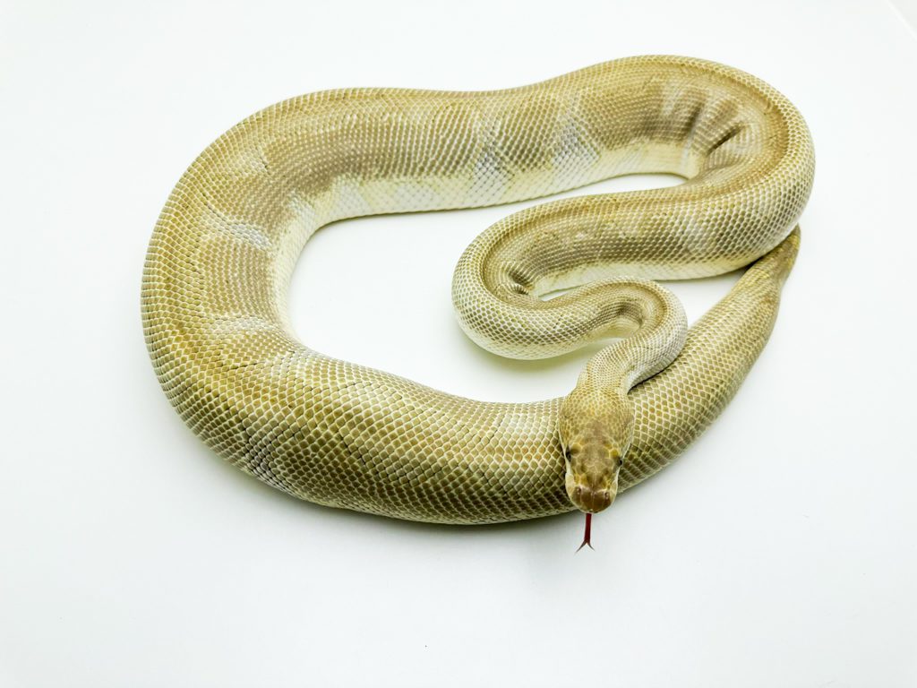 Female Lesser Clown Royal Python 2750g CB19