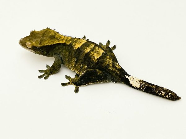 Flame Crested Gecko