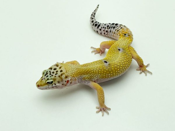 Hypo Leopard Gecko