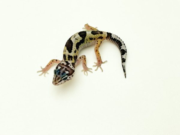 Jungle Mack Snow Leopard Gecko