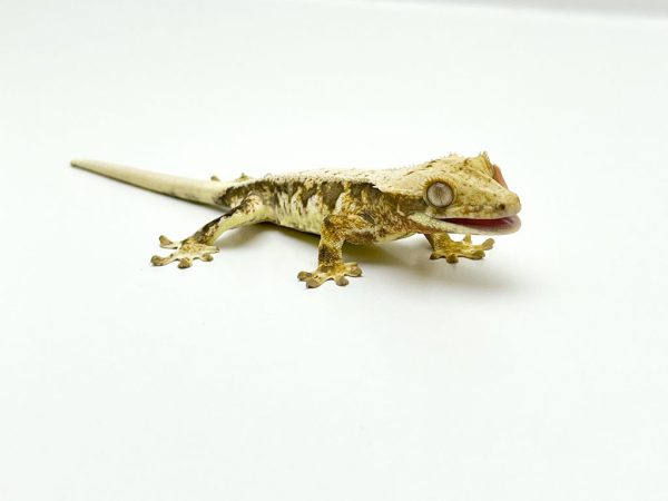 Lilly White Crested Gecko
