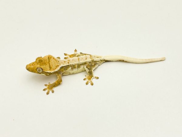 Lilly White Crested Gecko