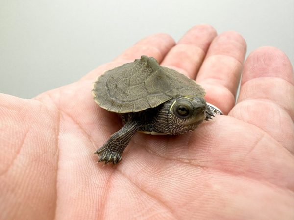 Mississippi Map Turtle