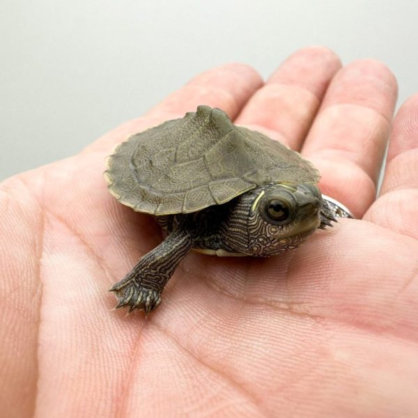 Mississippi Map Turtle
