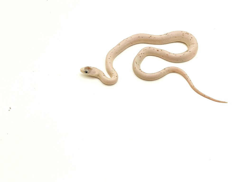 Palmetto Corn Snake 2 CB23