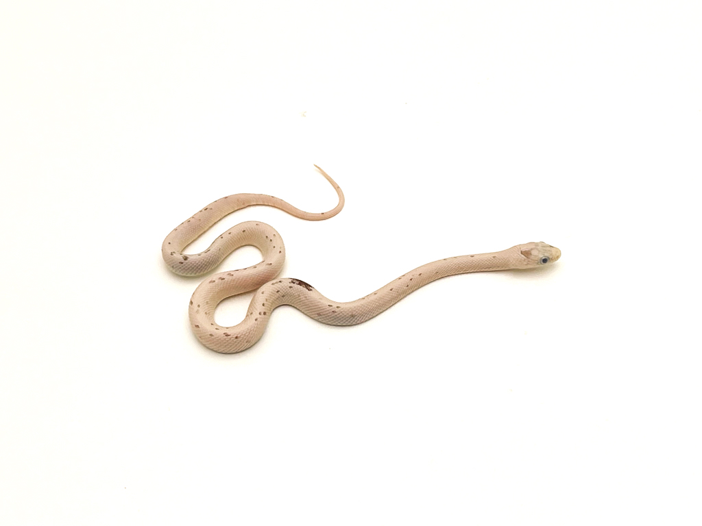 Palmetto Corn Snake 3 CB23
