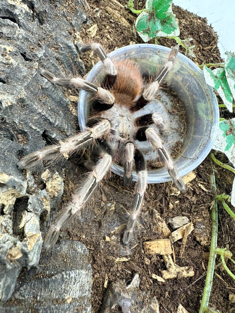 Brazilian Red & White Tarantula Exotic Wild Pets
