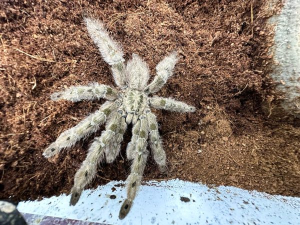 Featherleg Baboon Tarantula