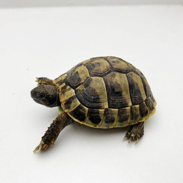 Hermann’s Tortoise