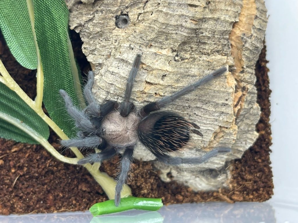 Mexican Red Rump Tarantula