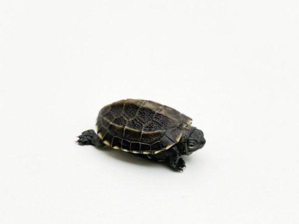 Reeves Turtle Hatchling