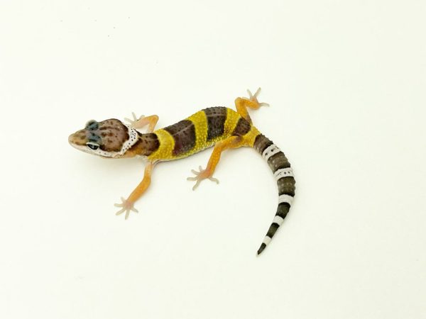Super Hypo Leopard Gecko