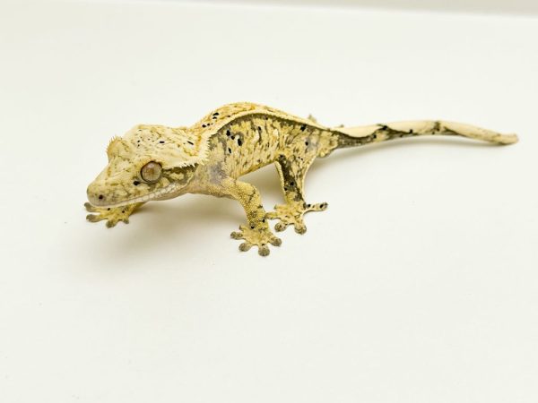 Tricolor Harlequin Pinstripe Dalmatian Crested Gecko