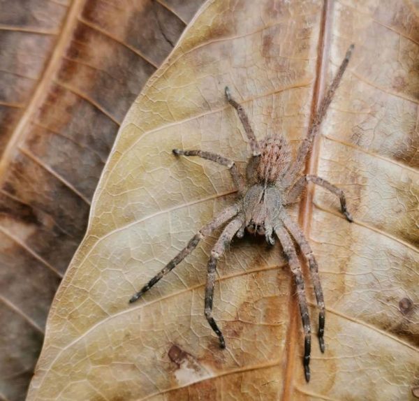 Brazilian wondering Spider