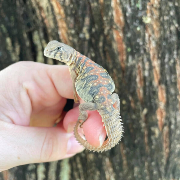 Ocellated Uromastyx for sale