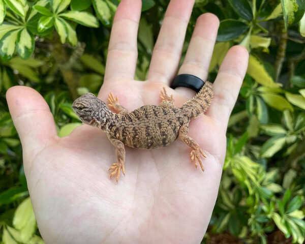 Dispar Uromastyx for sale